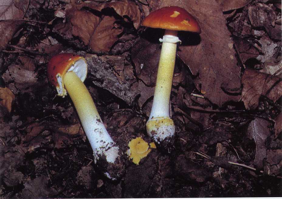 Amanita erythrocephala